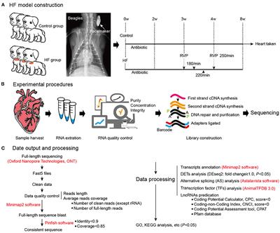 Full-Length Transcriptome Sequencing: An Insight Into the Dog Model of Heart Failure